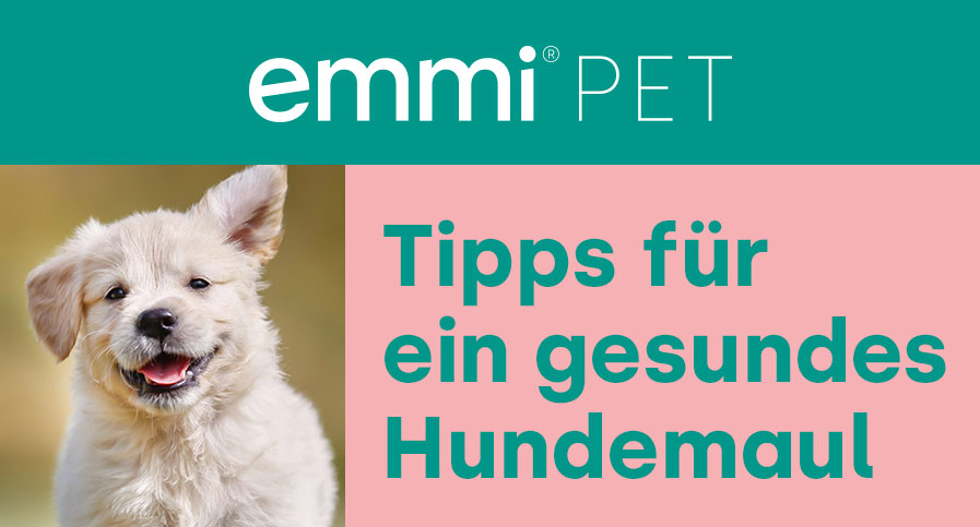 https://www.emmi-pet.de/media/c7/be/64/1697617648/emmi_pet_Tipps_Hundemaul_DE.jpg